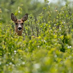 Deer